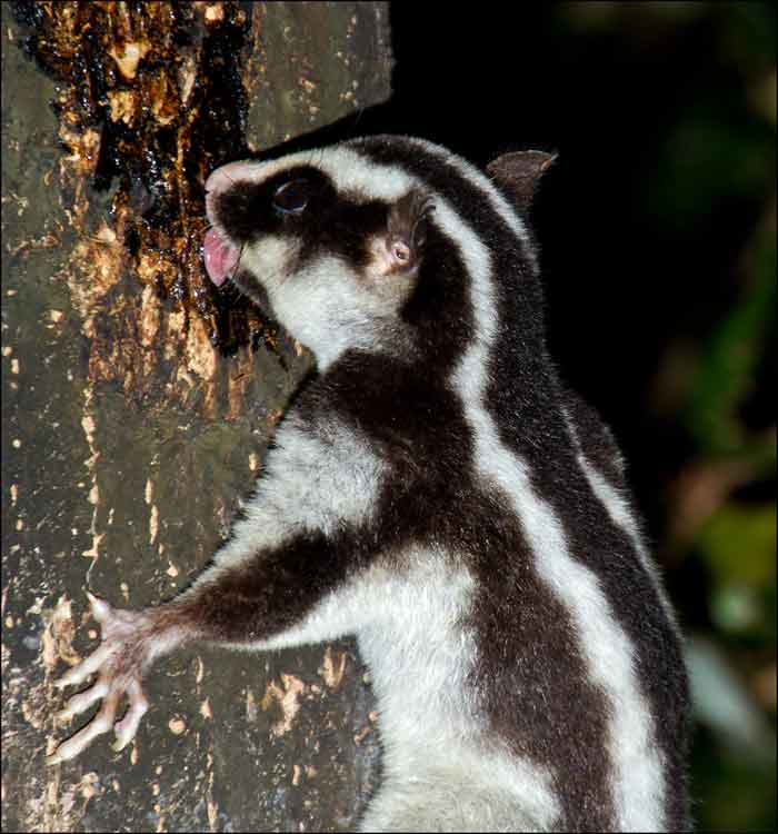 Striped Possum – Profile | Traits | Facts | Pet | Diet | Call | Tail