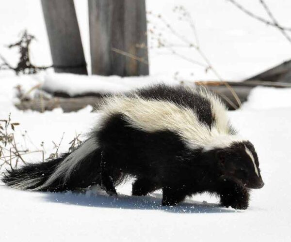 Sunda Stink Badger Profile: Traits, Facts, Behavior, Diet