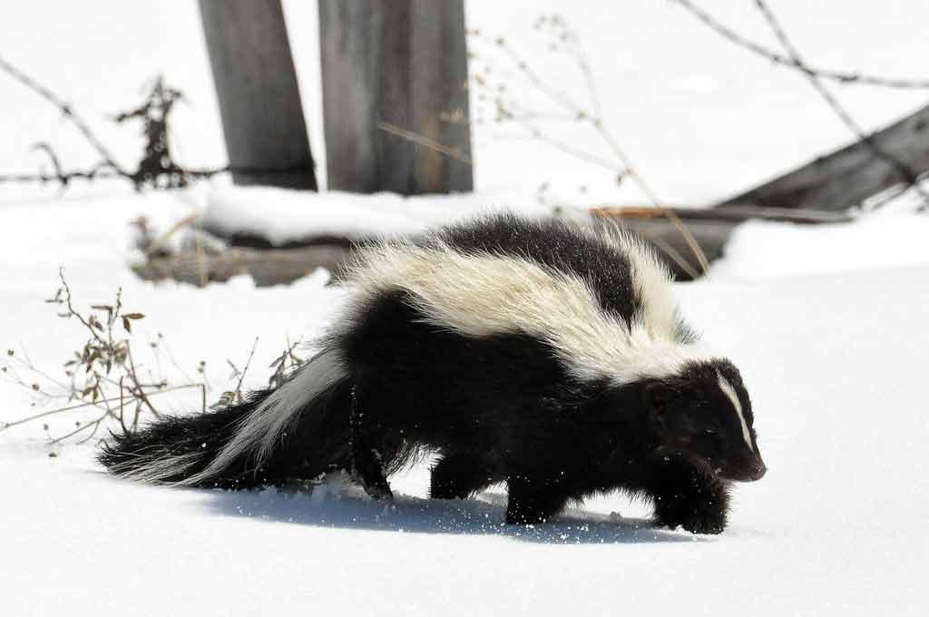 Sunda Stink Badger Profile: Traits, Facts, Behavior, Diet