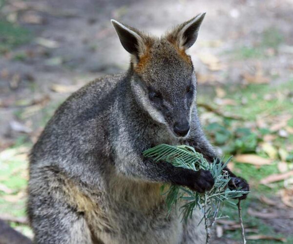 Swamp Wallaby Profile: Traits, Facts, Tracks, Habitat, Baby