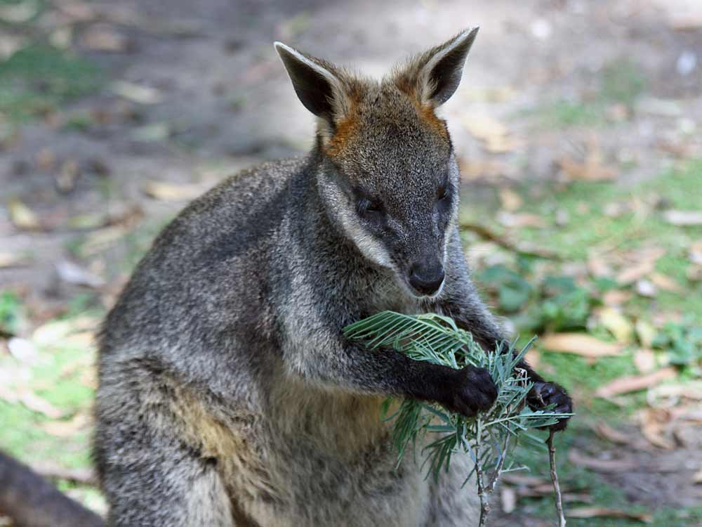 Swamp Wallaby – Profile | Traits | Facts | Tracks | Habitat | Baby