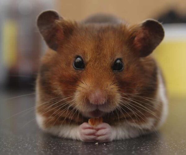 Syrian Hamster Profile: Facts, Traits, Size, Color, Cute, Care