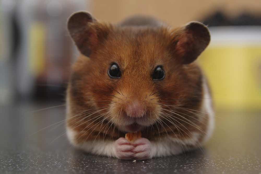 Syrian Hamster Profile: Facts, Traits, Size, Color, Cute, Care