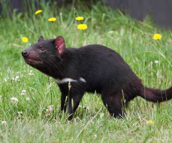 Tasmanian Devil – Animal | Profile | Traits | Facts | Baby | Diet