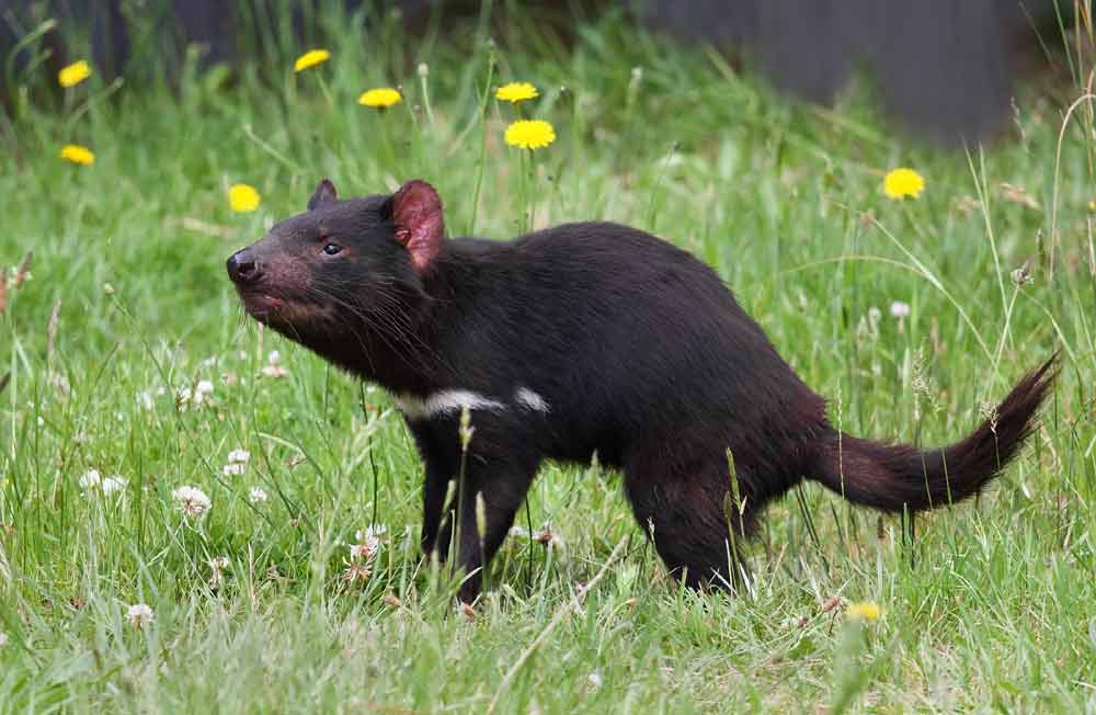 Tasmanian Devil Animal Profile: Traits, Facts, Baby, Range