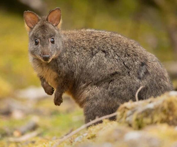 Tasmanian Pademelon Profile: Traits, Facts, Juvenile, Size