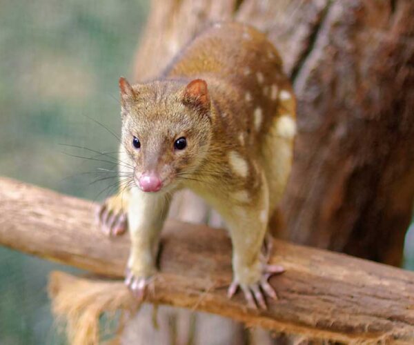 Tiger Quoll – Profile | Traits | Facts | Range | Pet | Baby | Cute