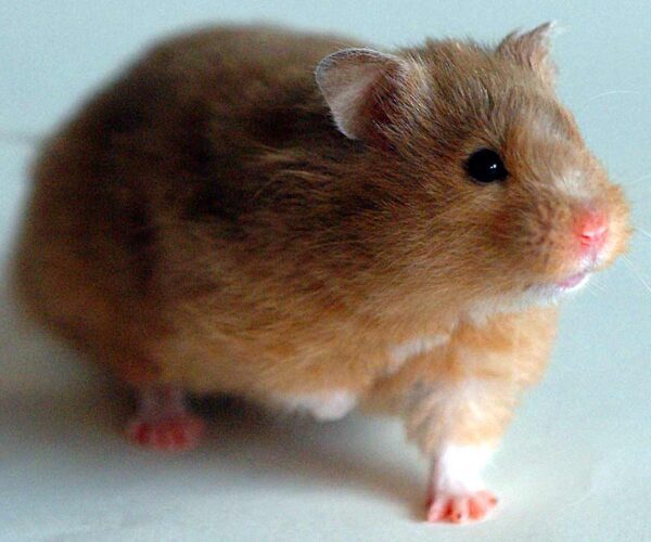 Turkish Hamster Profile: Traits, Facts, Habitat, Diet, Ecology