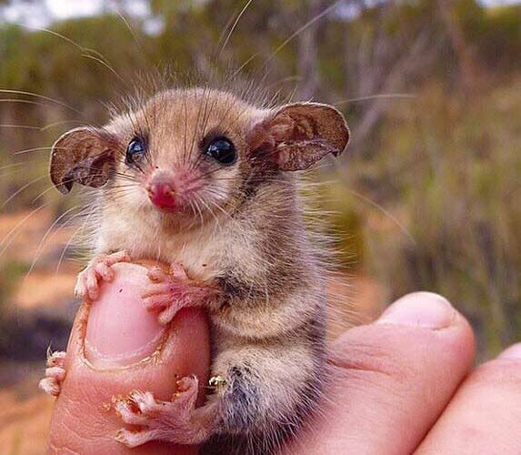 Western Pygmy Possum Facts: Profile, Traits, Teeth, Pet, Baby