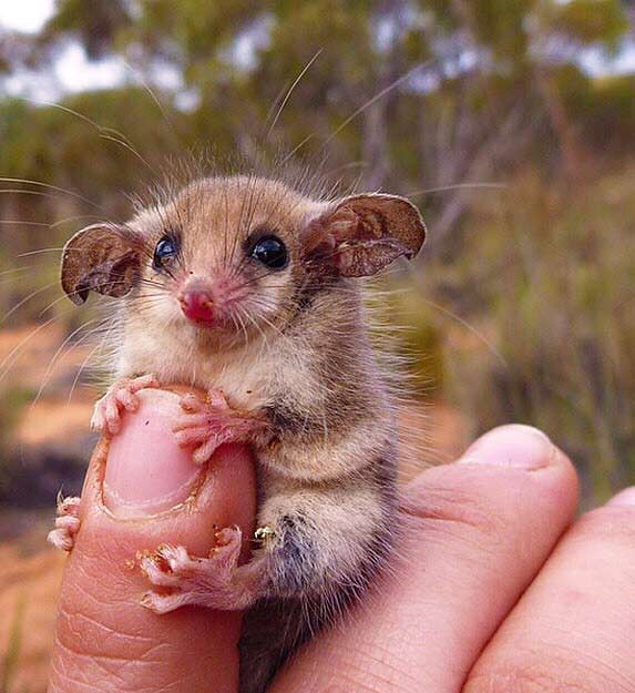 Western Pygmy Possum Facts: Profile, Traits, Teeth, Pet, Baby