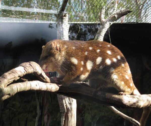 Western Quoll Profile: Traits, Facts, Range, Diet, Pet, Lifespan