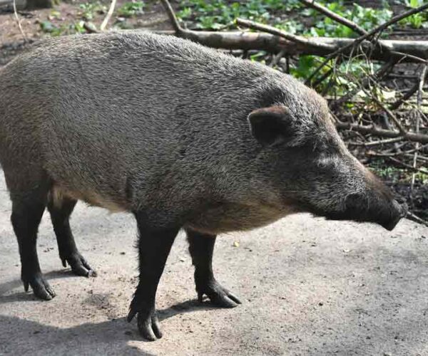 Wild Boar Profile: Traits, Facts, Range, Size, Attack, Food