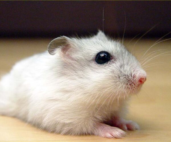 Winter White Dwarf Hamster: Profile, Facts, Traits, Color, Eyes