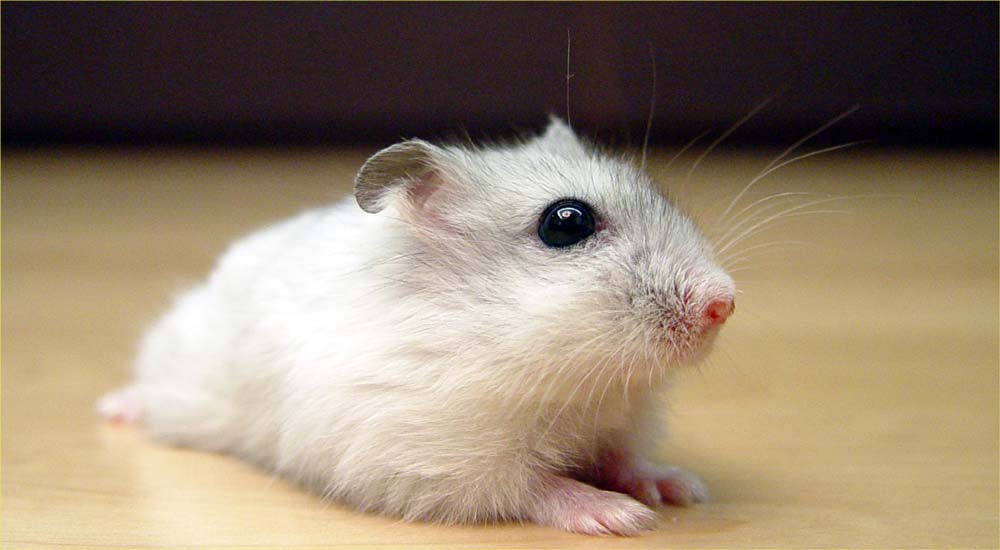 Winter White Dwarf Hamster: Profile, Facts, Traits, Color, Eyes