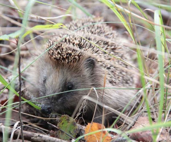 Woodland Hedgehog: Profile, Facts, Traits, Diet, Range