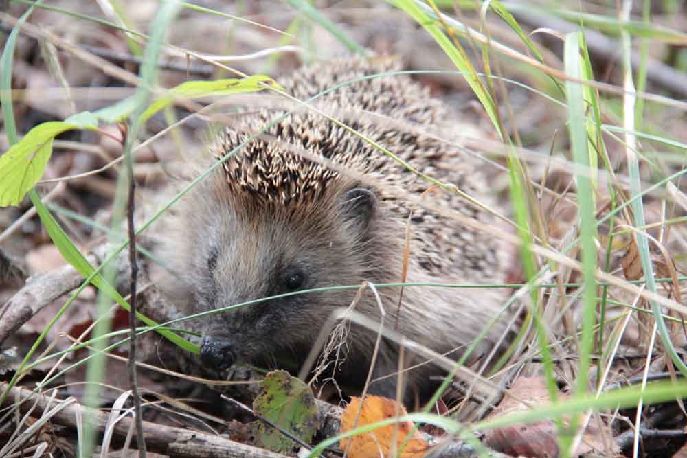 Woodland Hedgehog: Profile, Facts, Traits, Diet, Range