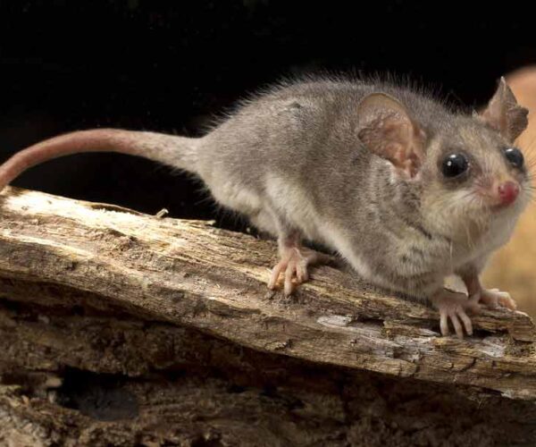 Australian Pygmy Possum Profile: Traits, Facts, Pet, Range