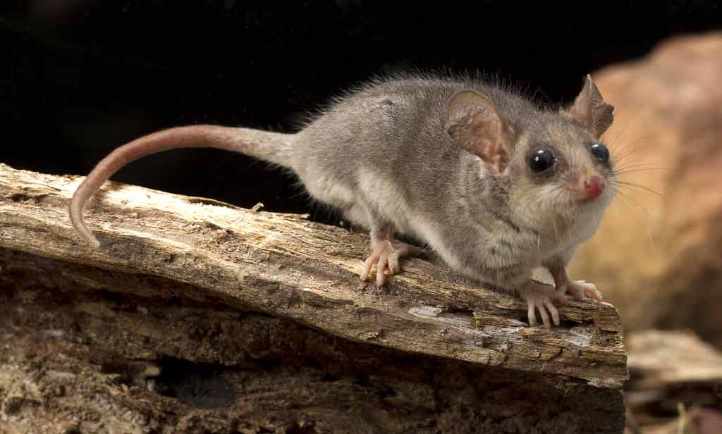 Australian Pygmy Possum Profile: Traits, Facts, Pet, Range