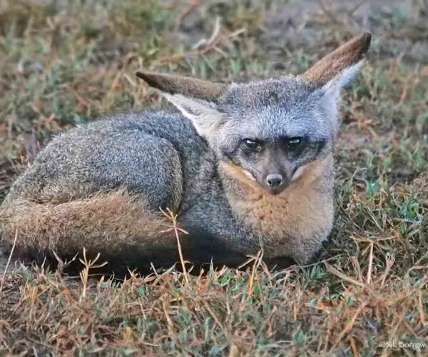 59 Bat Eared Fox Profile Facts: Traits, Diet, Teeth, More