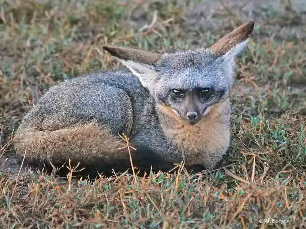 59 Bat Eared Fox Profile Facts: Traits, Diet, Teeth, More