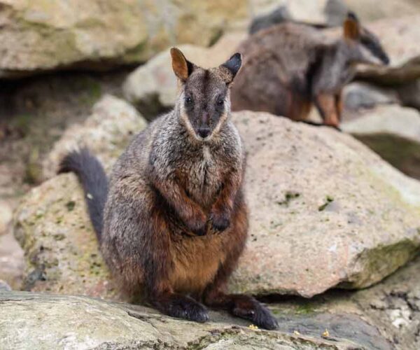 Brush Tailed Rock Wallaby Profile: Traits, Facts, Range, Diet