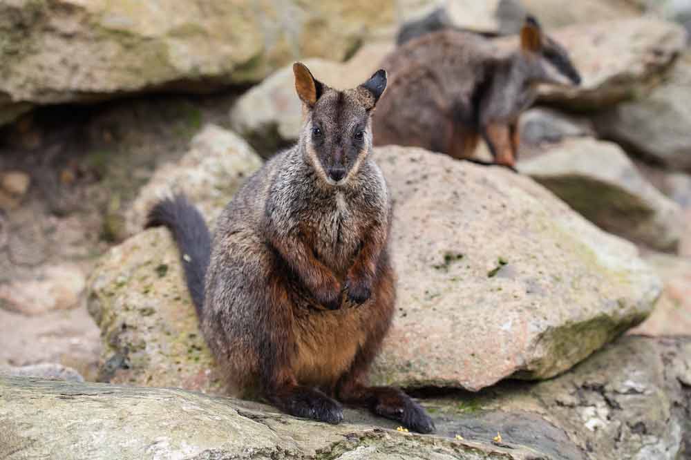 Brush Tailed Rock Wallaby Profile: Traits, Facts, Range, Diet