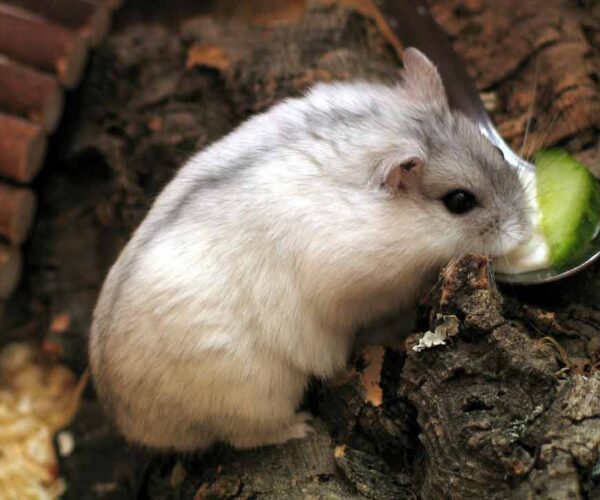 Campbell’s Dwarf Hamster: Profile, Facts, Traits, Size, Care