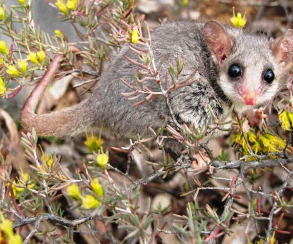 Eastern Pygmy Possum Profile: Traits, Facts, Habitat, Diet