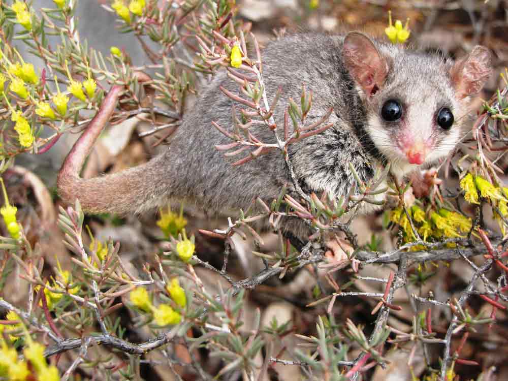 Eastern Pygmy Possum Profile: Traits, Facts, Habitat, Diet