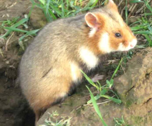 European Hamster: Profile, Facts, Traits, Size, Pet, Baby, Diet