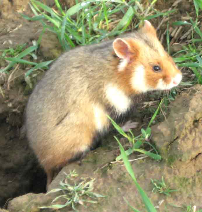 European Hamster: Profile, Facts, Traits, Size, Pet, Baby, Diet