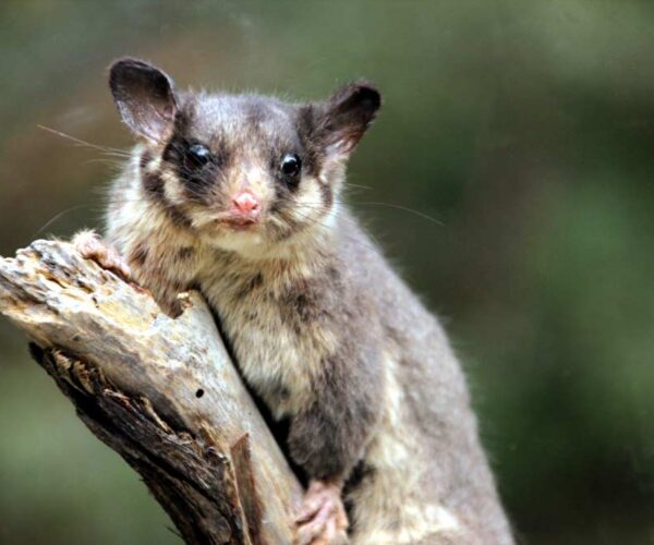 Leadbeater’s Possum – Profile | Traits | Facts | Diet | Baby | Habitat