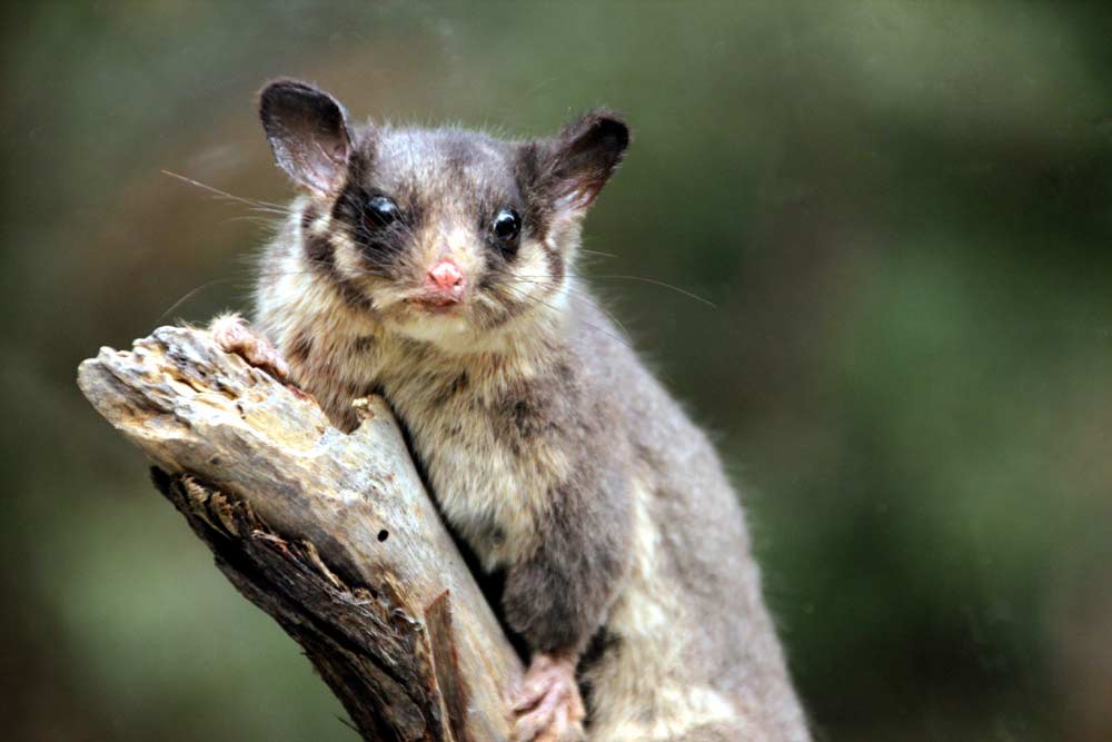 Leadbeater’s Possum – Profile | Traits | Facts | Diet | Baby | Habitat