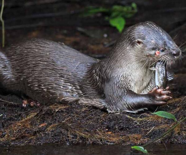 Neotropical Otter Facts: Profile, Traits, Baby, Diet, Pup, River