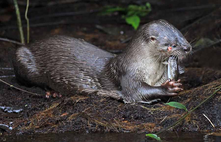 Neotropical Otter Facts: Profile, Traits, Baby, Diet, Pup, River