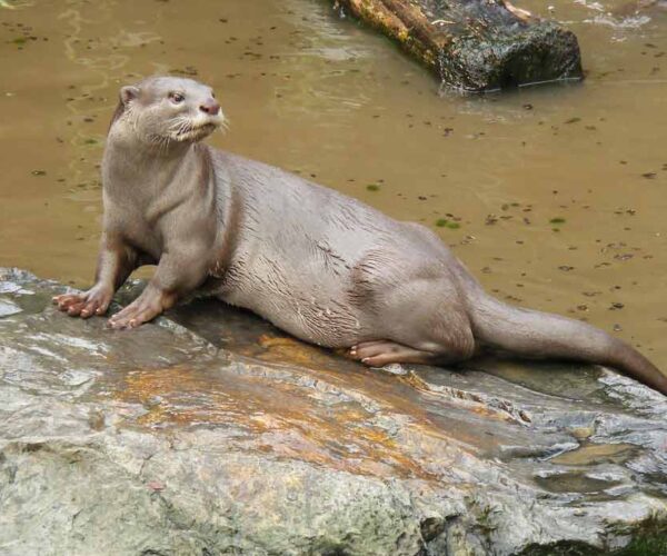 Smooth-Coated Otter Profile: Traits, Facts, Swimming, Cute