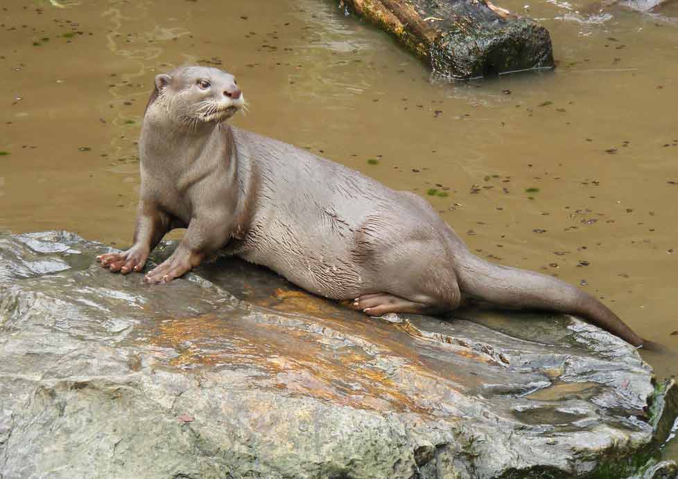 Smooth-Coated Otter Profile: Traits, Facts, Swimming, Cute