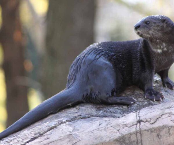 Spotted-Necked Otter Facts: Profile, Traits, Habitat, Diet