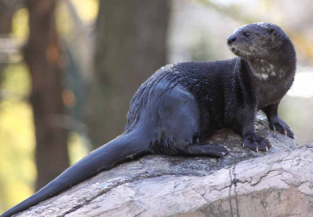 Spotted-Necked Otter Facts: Profile, Traits, Habitat, Diet