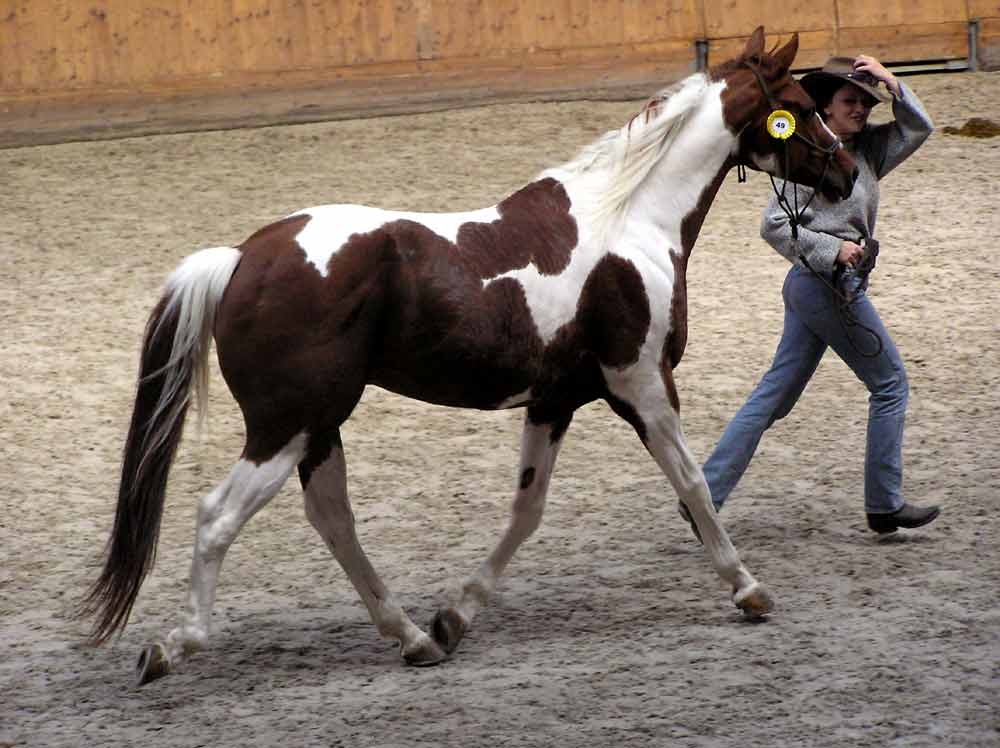 American Paint Horse – Facts | Colors | Profile | Characteristics