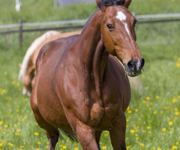 American Quarter Horse Profile: Facts, Speed, Traits, Origin