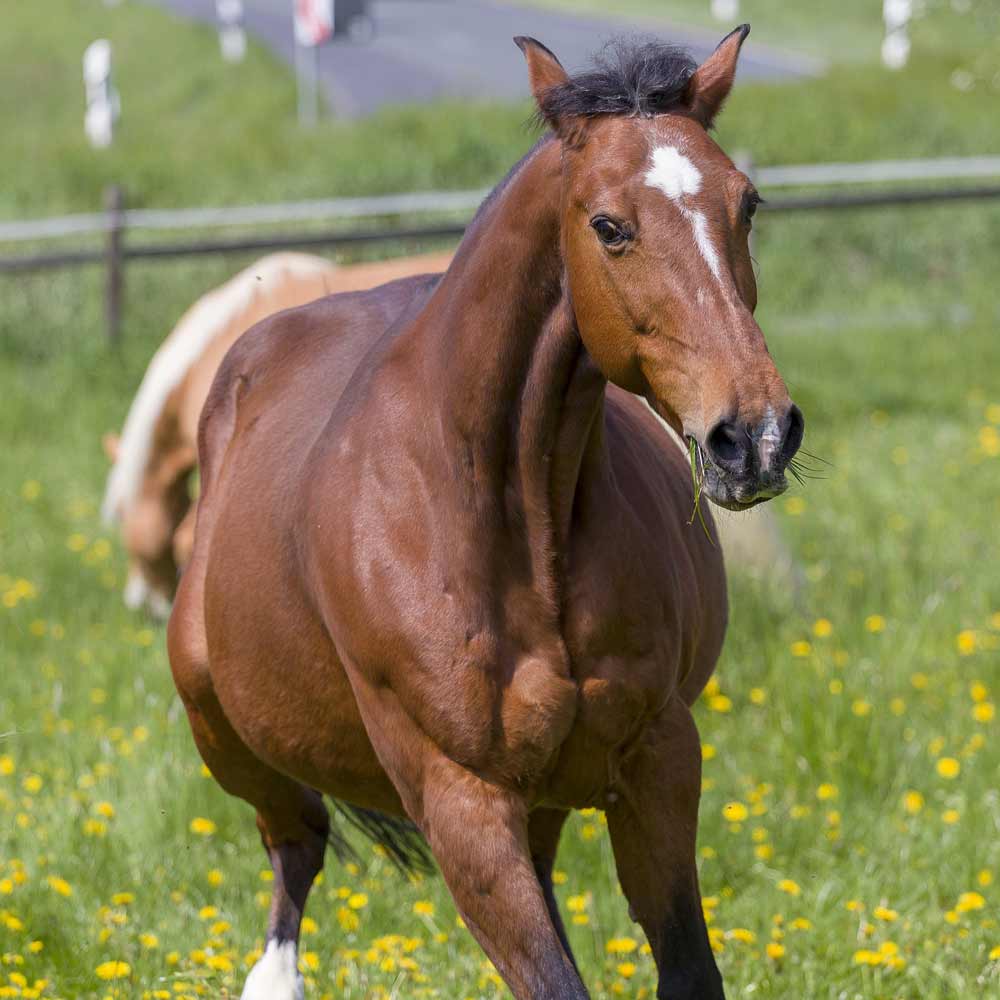 American Quarter Horse Profile: Facts, Speed, Traits, Origin