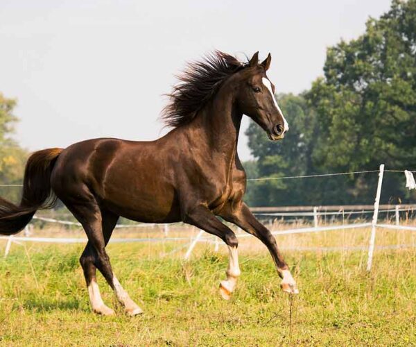 American Saddlebred – Profile | Facts | Origin | Colors | Gaits