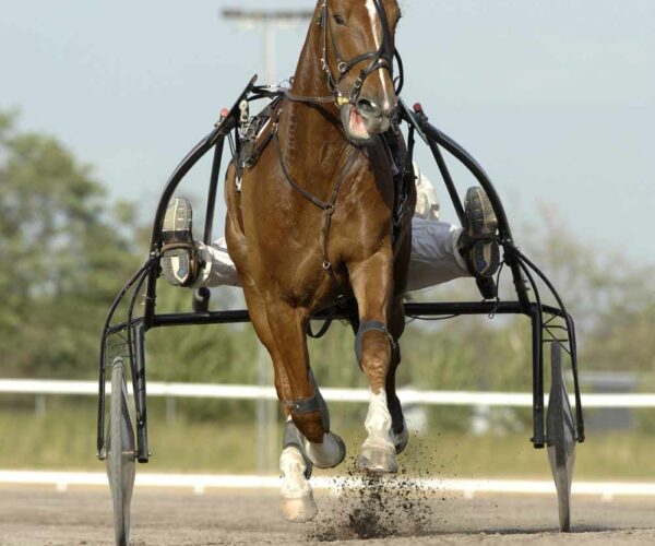 American Standardbred Horse: Profile, Facts, Traits, Groom