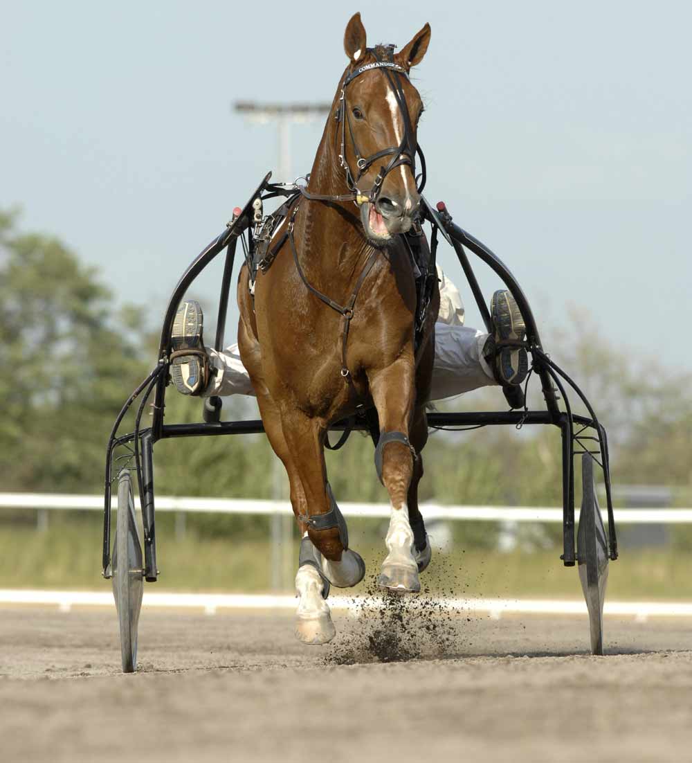 American Standardbred Horse: Profile, Facts, Traits, Groom