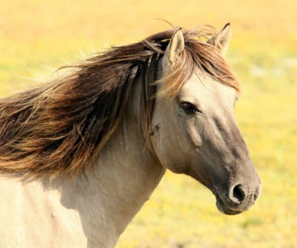 11 Lifelong Psychological Horse Riding Lessons for Beginners