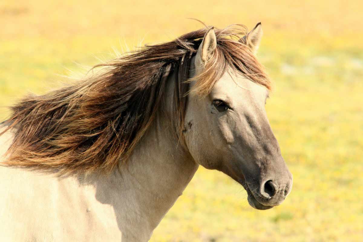 11 Lifelong Psychological Horse Riding Lessons for Beginners