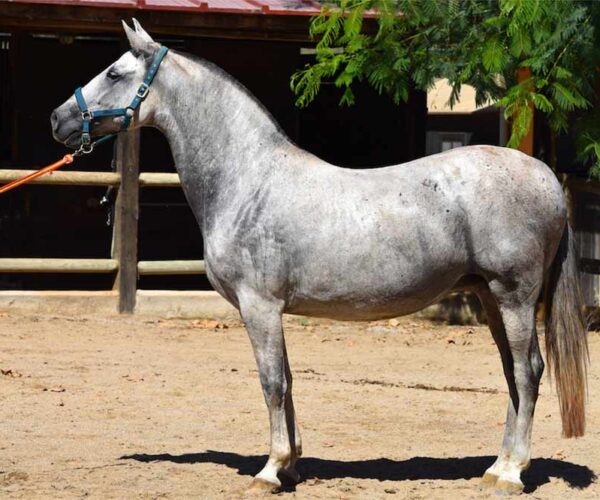 Andalusian Horse Profile: Facts, Origin, Traits, Color, Care