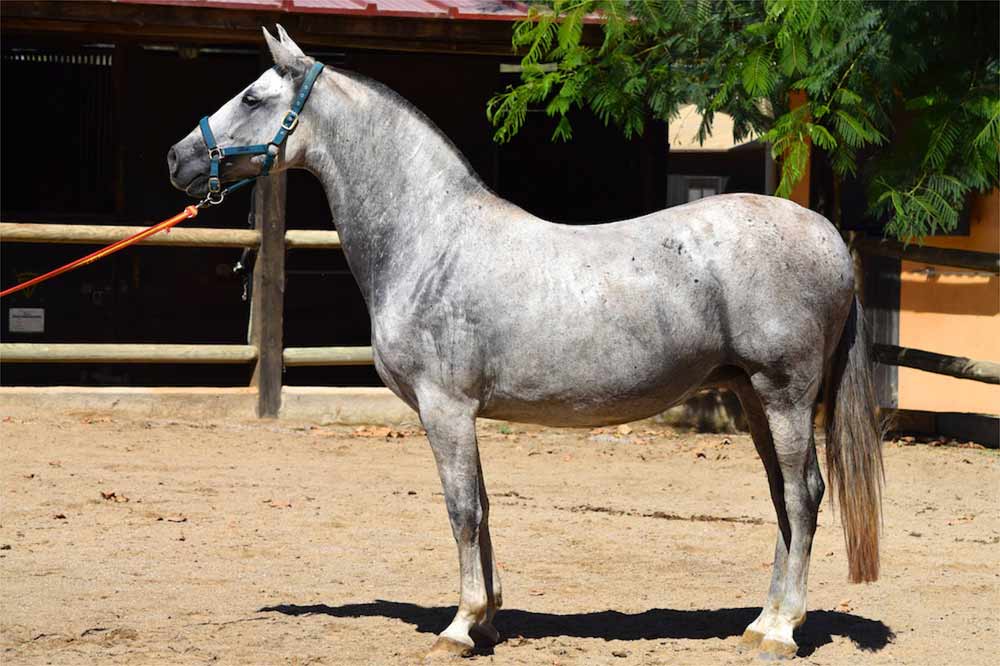 Andalusian Horse Breed Facts, Description and Care