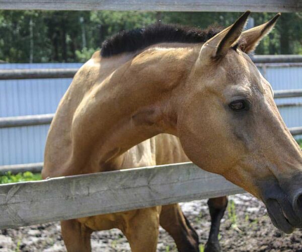 Barb Horse Breed Profile, Facts, Temperament, Traits, and Care,